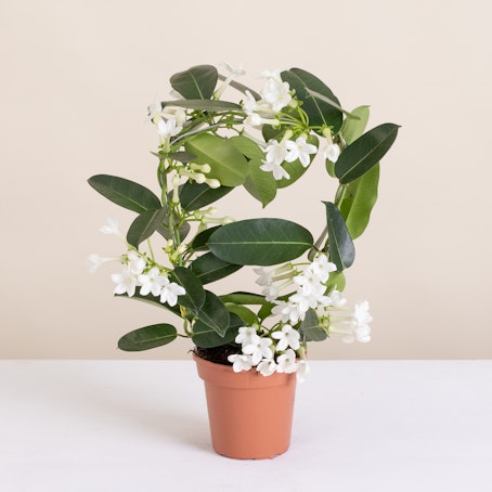 Stephanotis floribunda